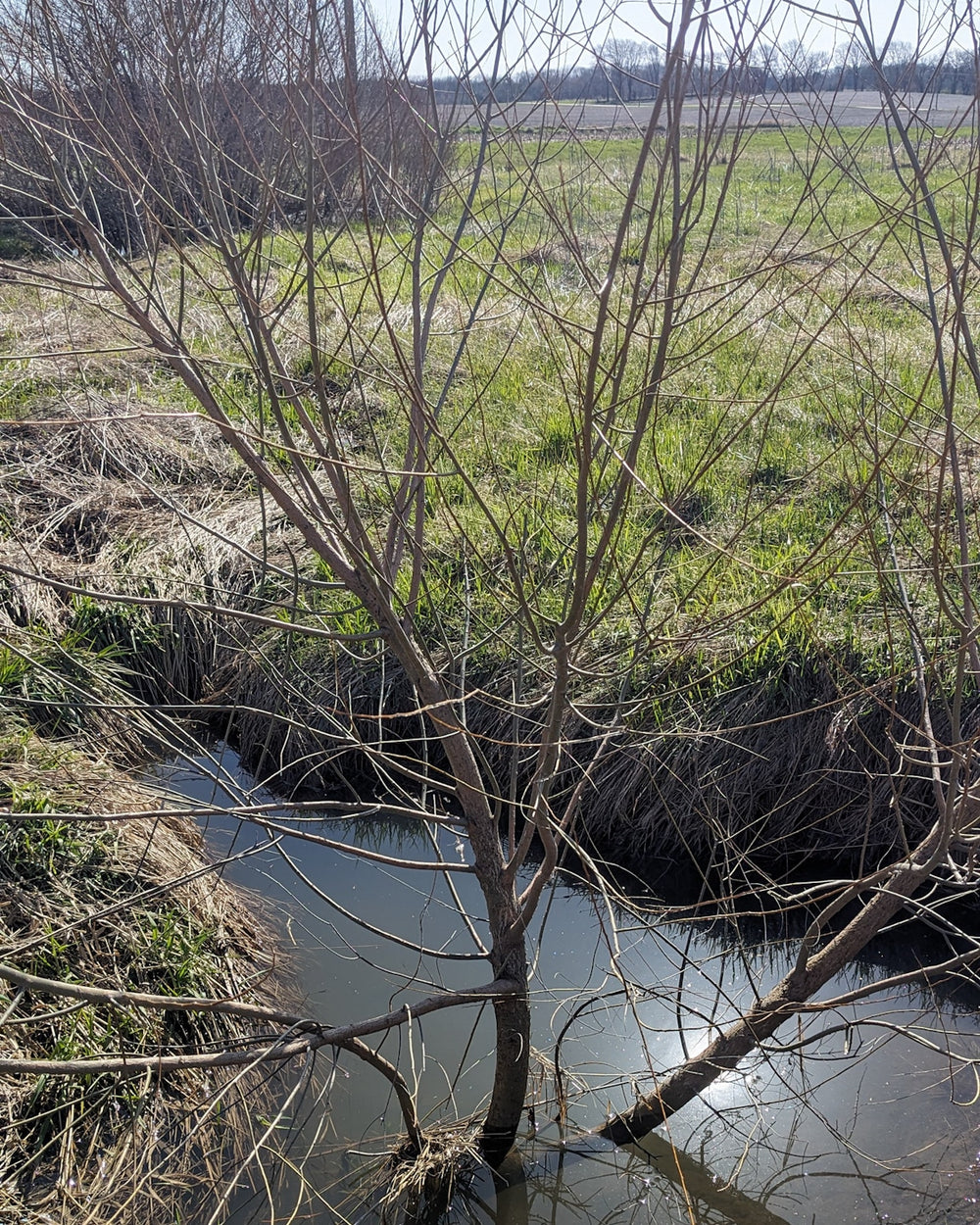 Earth day month