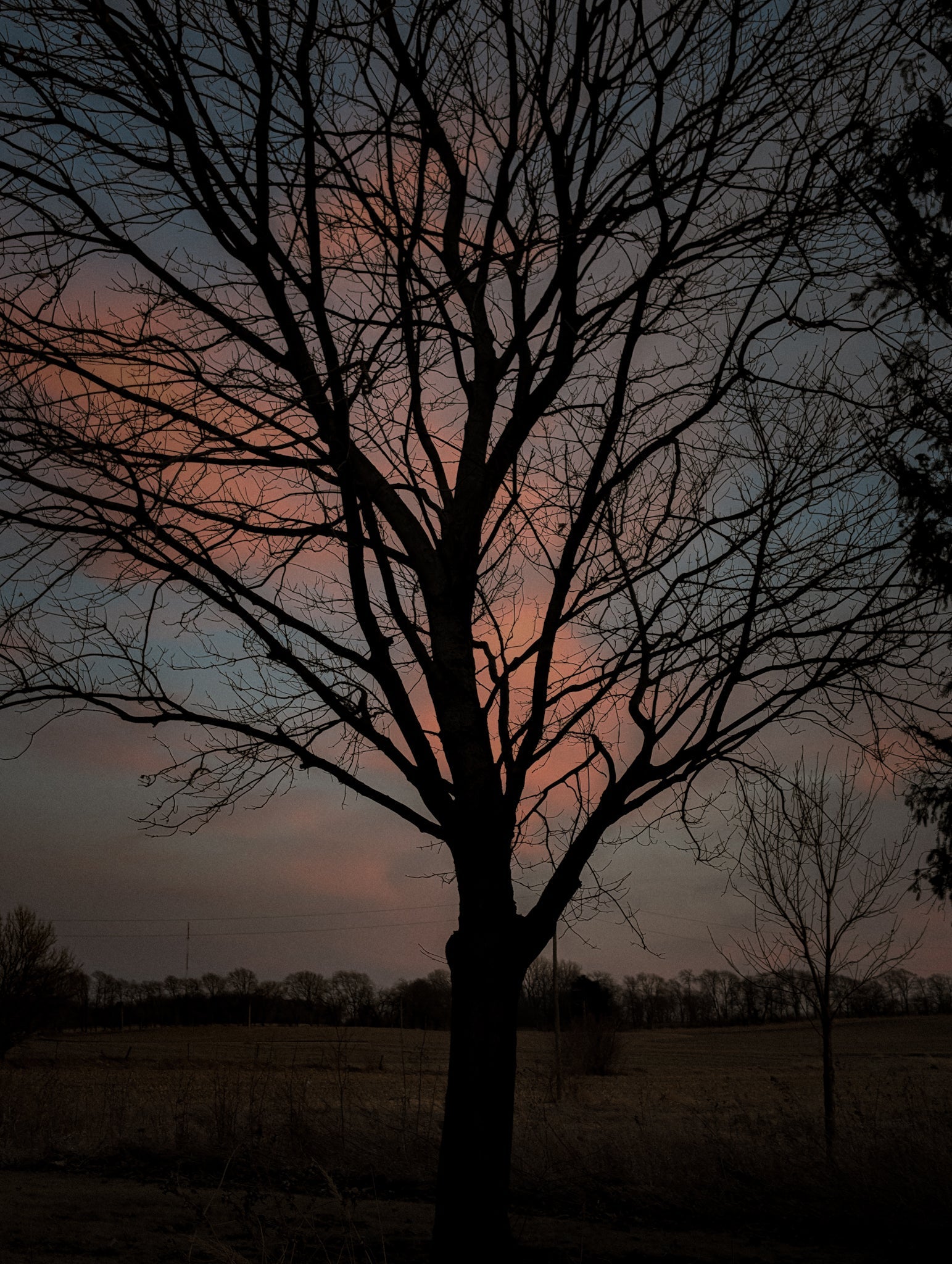 A tree without leaves with pink clouds behind 