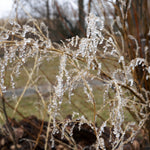 Framed Giclee 8x10 on Fine Art 
Single Weight Matboard