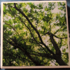 Photo Coaster tree