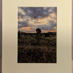 5 x 7" photograph in white gallery mat border Tree
