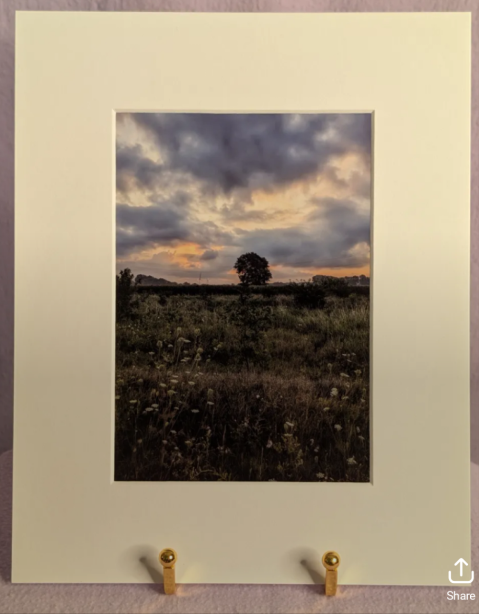 5 x 7" photograph in white gallery mat border Tree