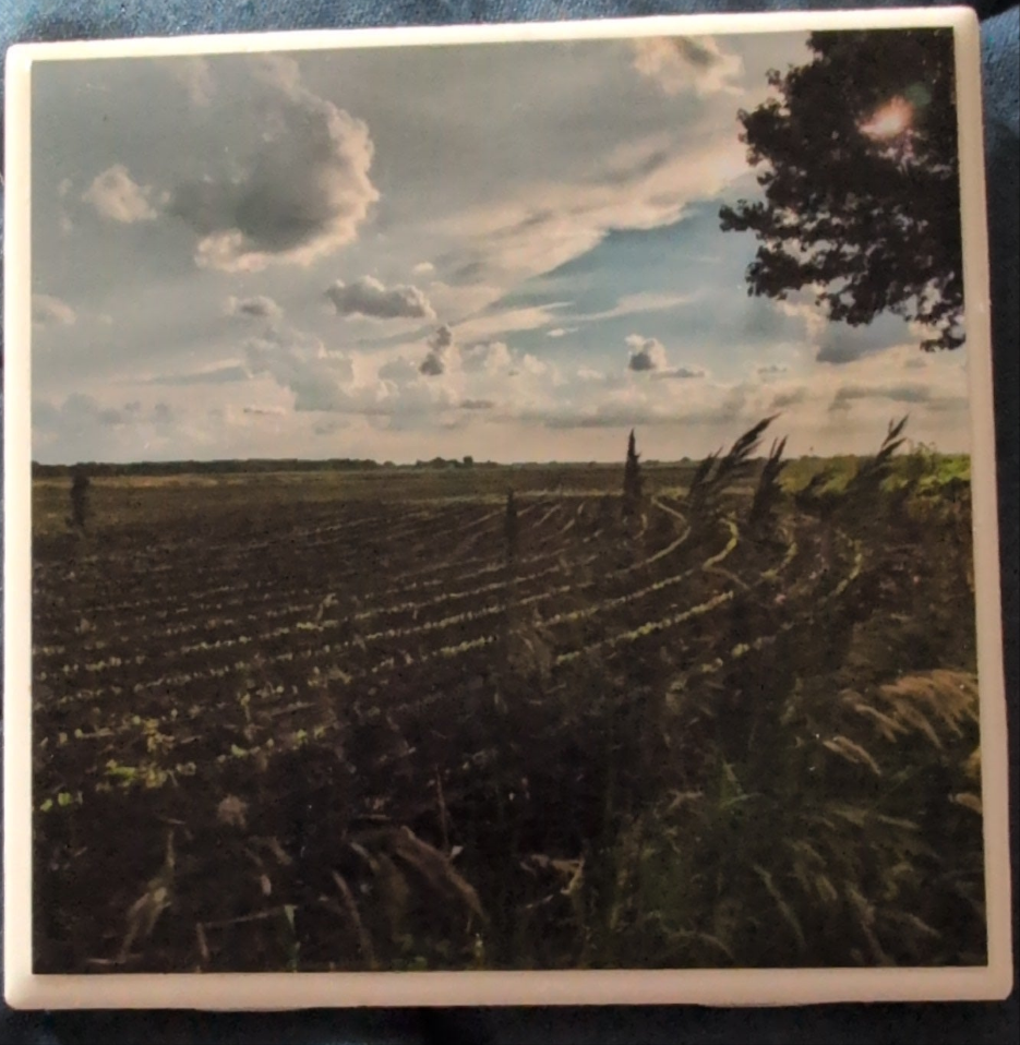 Photo Coaster bean field