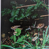 Mushroom postcard