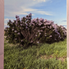 Lilacs photograph on double weight matboard