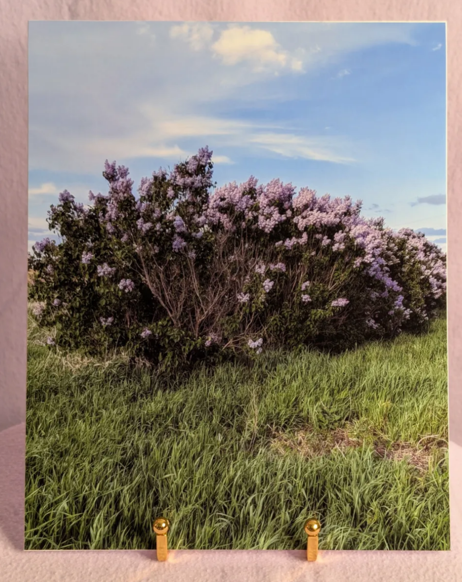 Lilacs photograph on double weight matboard