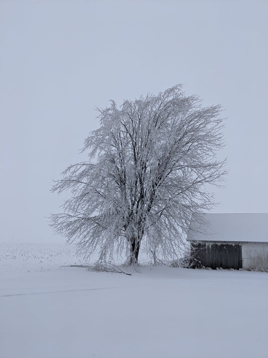 Framed 8 x 10" photograph Frozen