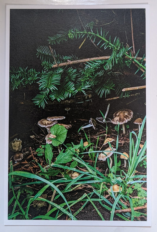 Mushroom postcard