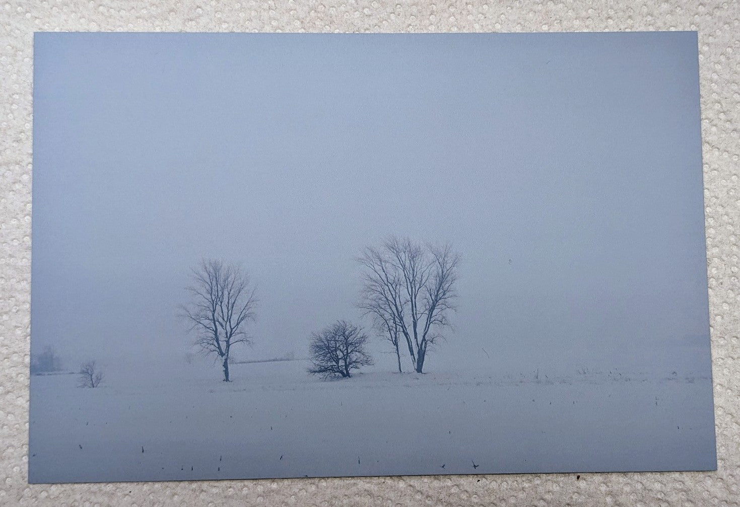 Postcard winter trees
