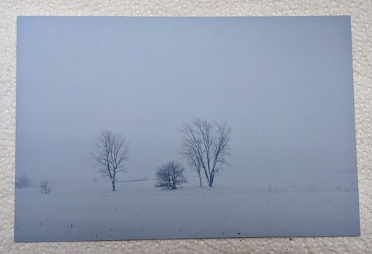 Postcard winter trees