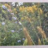 Chicory postcard