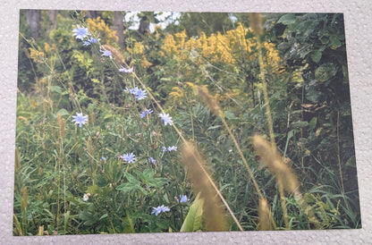 Chicory postcard