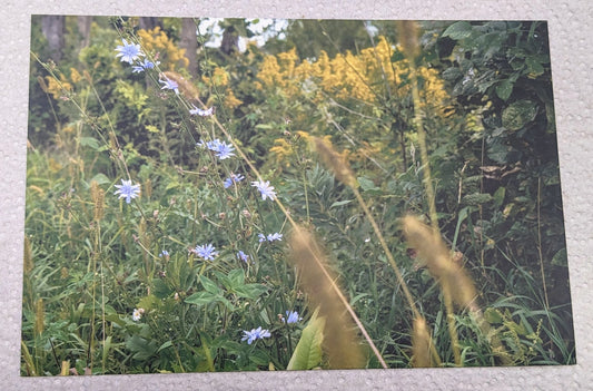 Chicory postcard