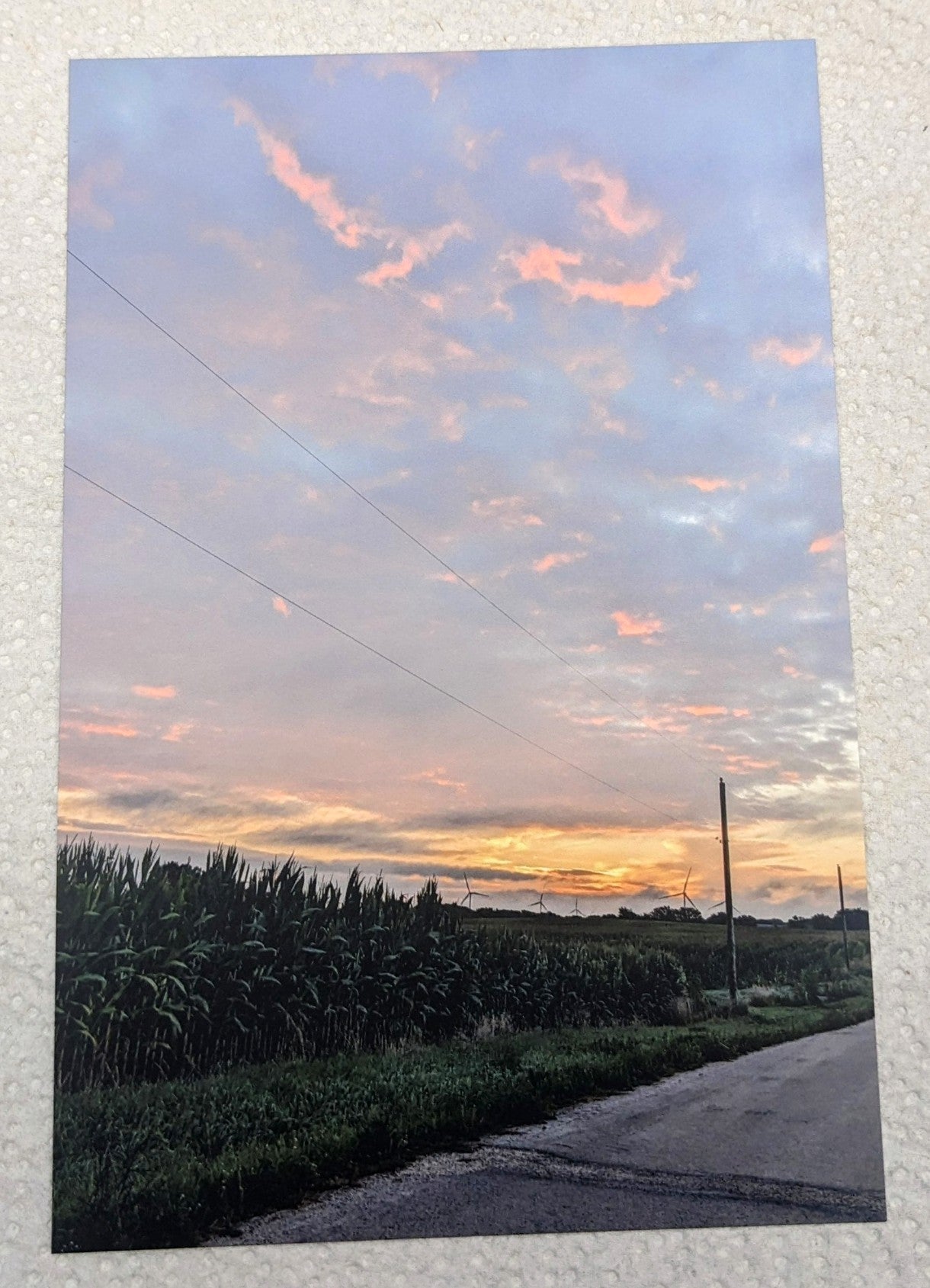 Corn field postcard