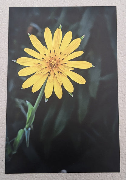 Yellow flower postcard