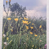 Yellow flowers postcard