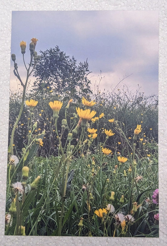 Yellow flowers postcard