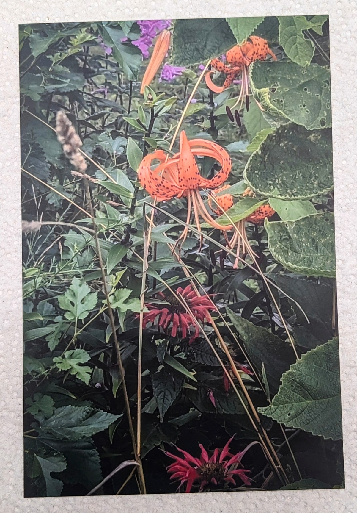 Lilly flower postcard